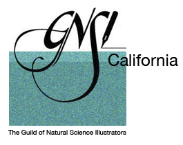 Current Member of the Guild of Natural Science Illustrators
